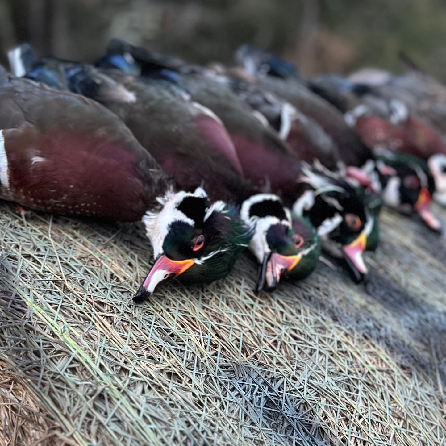 Guided Duck Hunt - Experience an unforgettable morning at Spread Oak Hunting. Whether you’re a seasoned waterfowler or enjoying your first duck hunt, our experienced professional guides are dedicated to providing a safe, enjoyable, and successful hunt.