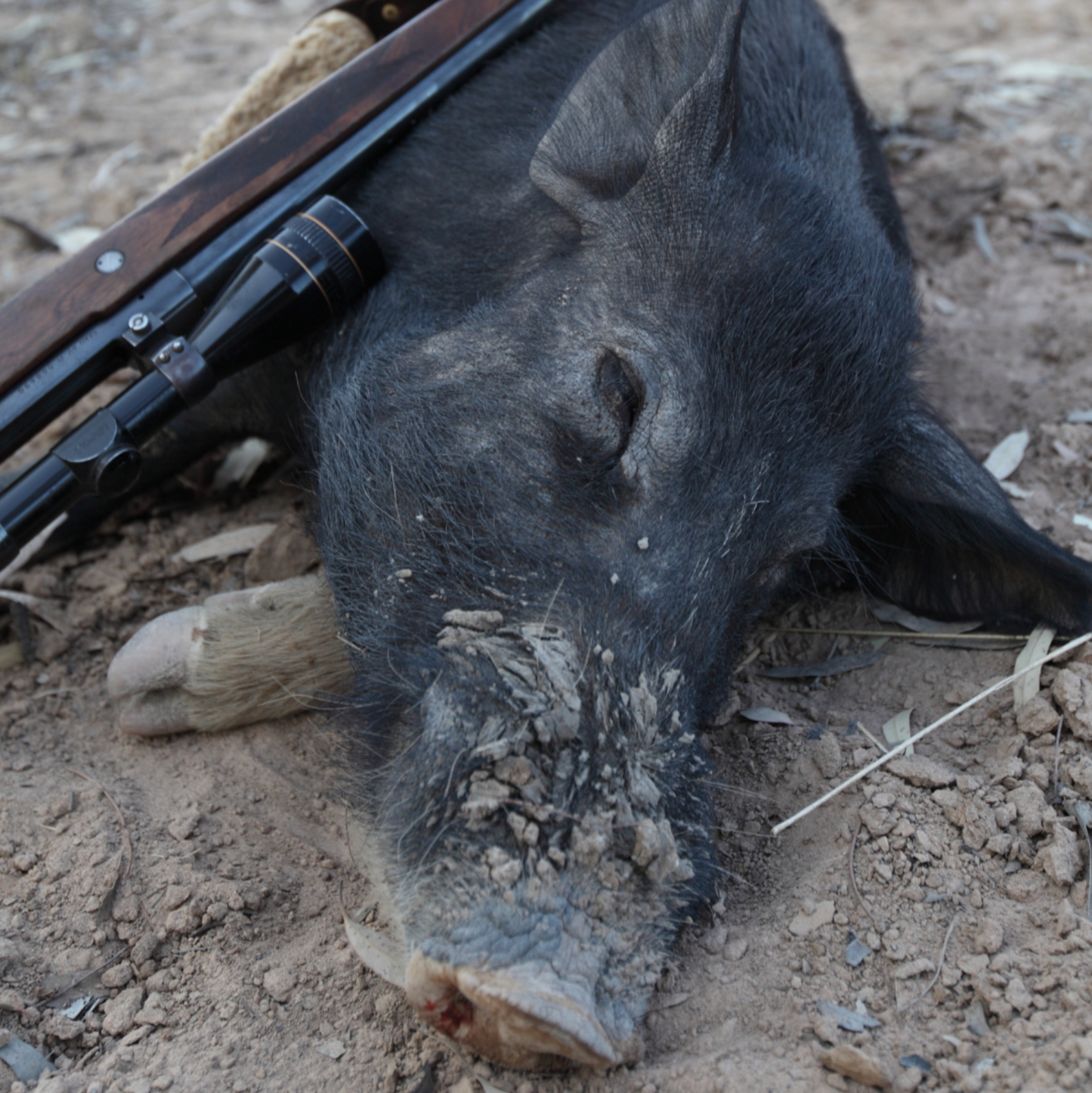 Thermal Hog Hunt (overnight)