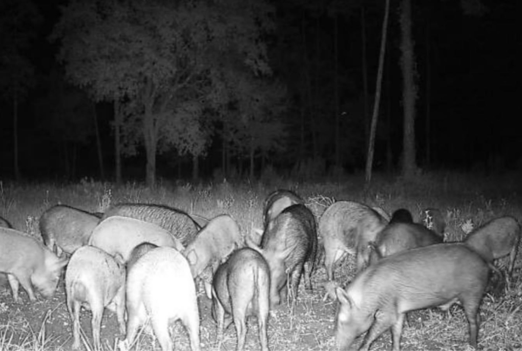 Thermal Hog Hunt (overnight)